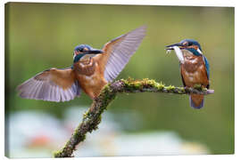 Canvas print Two kingfishers on a branch