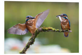 Foam board print Two kingfishers on a branch