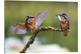 Gallery Print Zwei Eisvögel auf Ast