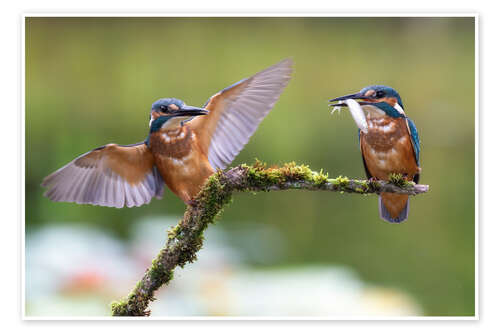 Póster Two kingfishers on a branch