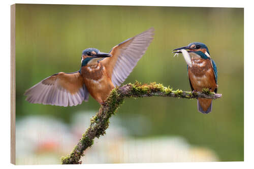Wood print Two kingfishers on a branch