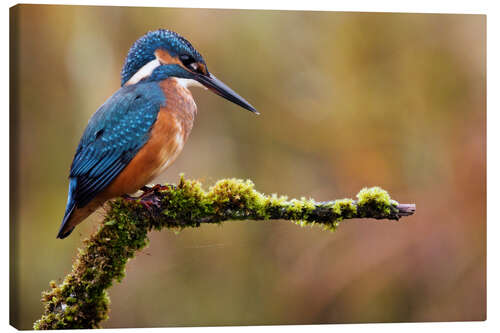 Canvas print Kingfisher lurks for fish