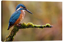 Obraz na płótnie Kingfisher lurks for fish - Dieter Meyrl