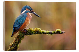 Cuadro de madera Kingfisher lurks for fish - Dieter Meyrl
