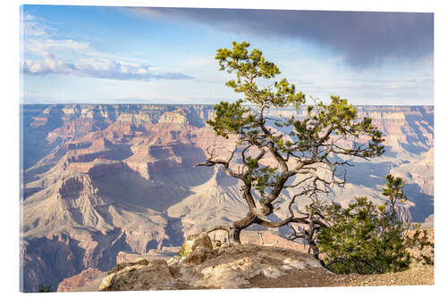 Stampa su vetro acrilico Pine Tree at South Rim, Grand Canyon, USA