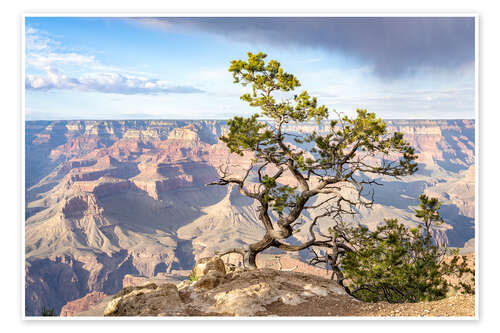 Poster Kiefer am South Rim, Grand Canyon, USA