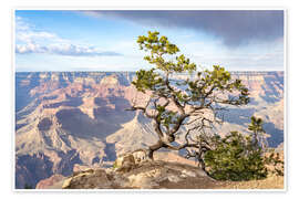 Wandbild Kiefer am South Rim, Grand Canyon, USA - Jan Christopher Becke