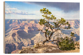 Holzbild Kiefer am South Rim, Grand Canyon, USA - Jan Christopher Becke
