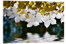 Tableau en verre acrylique Kousa dogwood flowers - Atteloi