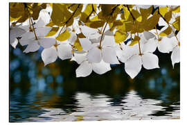 Cuadro de aluminio Kousa dogwood flowers - Atteloi