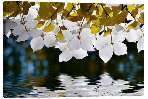 Stampa su tela Kousa dogwood flowers