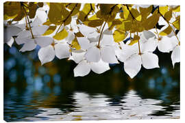 Canvas-taulu Kousa dogwood flowers - Atteloi