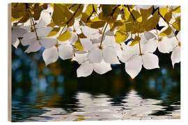 Holzbild Hartriegel - Atteloi