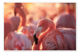 Juliste Flamingo in the evening light