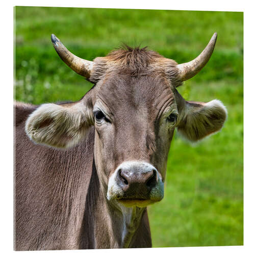 Acrylic print Portrait of a Schwarzwald Cow