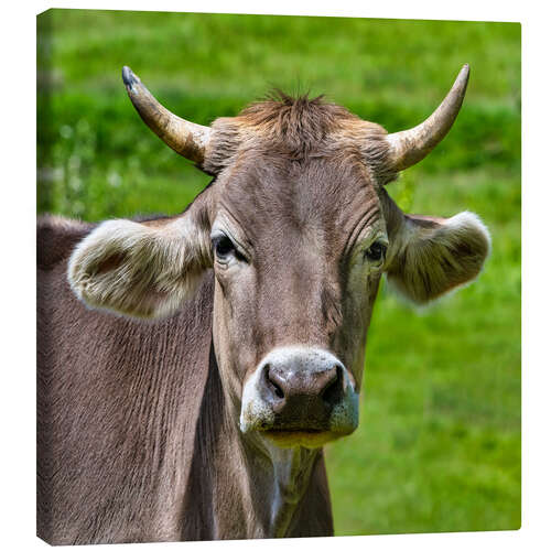 Stampa su tela Portrait of a Schwarzwald Cow
