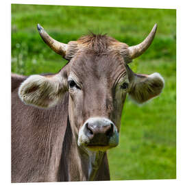 Hartschaumbild Portrait Schwarzwald-Kuh - Thomas Klee