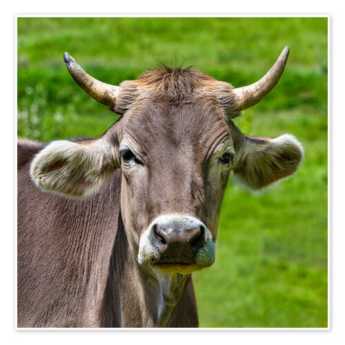 Poster Portrait of a Schwarzwald Cow