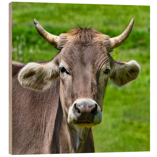 Puutaulu Portrait of a Schwarzwald Cow