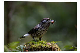 Aluminium print Nutcracker with Nut - Bjoern Alicke