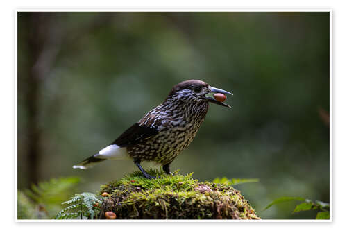 Plakat Nutcracker with Nut