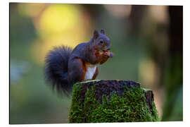 Alubild Eichhörnchen im Abendlicht