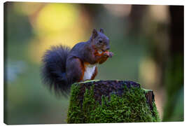 Leinwandbild Eichhörnchen im Abendlicht