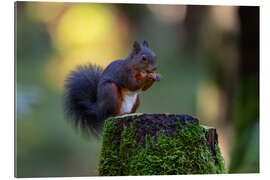 Gallery Print Eichhörnchen im Abendlicht
