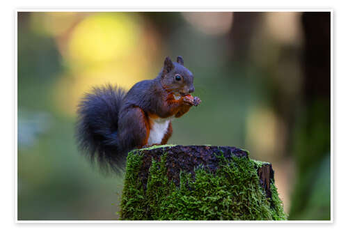 Plakat Squirrel in the evening light