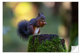 Wandsticker Eichhörnchen im Abendlicht