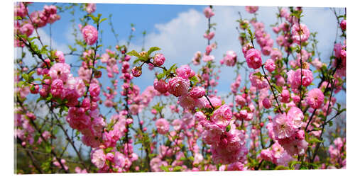 Obraz na szkle akrylowym Tree blossoms in spring