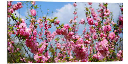 Obraz na aluminium Tree blossoms in spring