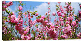 Canvastavla Tree blossoms in spring - Atteloi