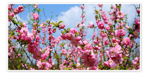 Poster Baumblüten im Frühjahr