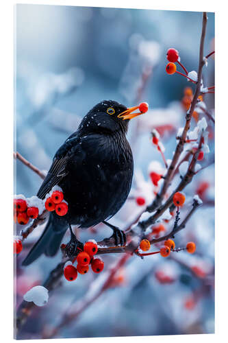 Tableau en verre acrylique Blackbird in winter with red berries