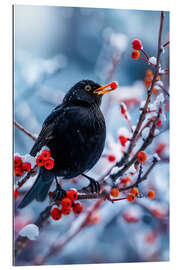 Gallery Print Amsel im Winter mit roten Beeren