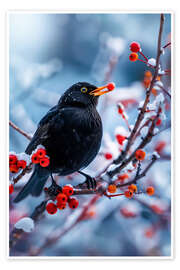 Plakat Blackbird in winter with red berries