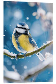 Stampa su vetro acrilico Bluetit in winter
