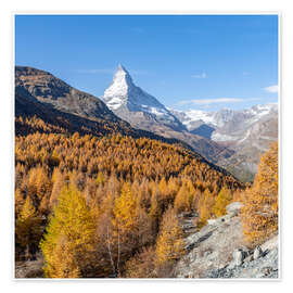 Plakat Matterhorn and larches in autumn