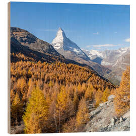 Wood print Matterhorn and larches in autumn