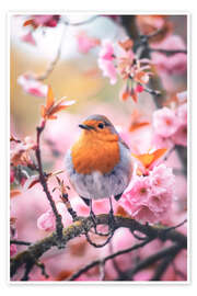 Poster Robin with pink cherry blossoms