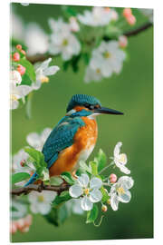 Cuadro de metacrilato Kingfisher with cherry blossoms