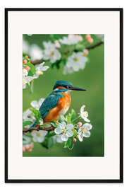 Gerahmter Kunstdruck Eisvogel mit Kirschblüten