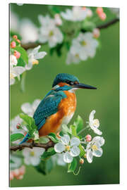 Gallery Print Eisvogel mit Kirschblüten