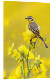 Cuadro de metacrilato Yellow Wagtail in a Rapeseed Field - Christian Müringer
