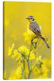Lienzo Yellow Wagtail in a Rapeseed Field - Christian Müringer