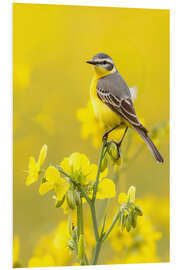 Hartschaumbild Schafstelze im Rapsfeld