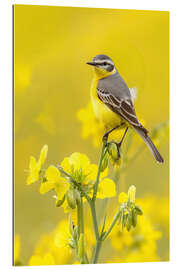 Gallery Print Schafstelze im Rapsfeld