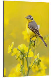 Magnettafel Schafstelze im Rapsfeld