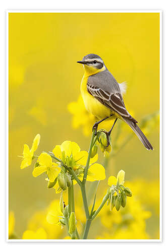 Plakat Yellow Wagtail in a Rapeseed Field